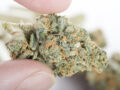 thca flower